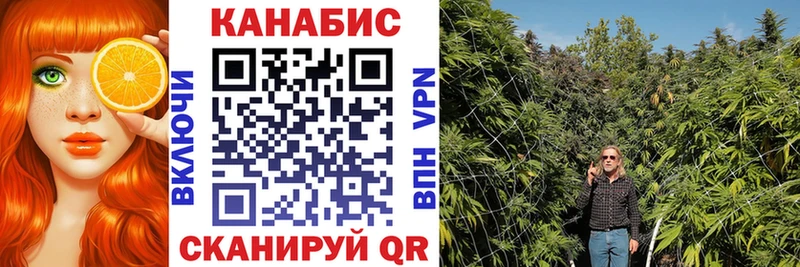 Канабис план  закладка  Родники 